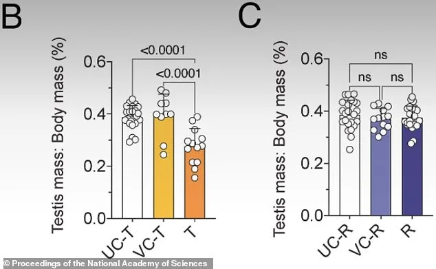 Cornell Researchers Develop Safe, Reversible Male Contraceptive Using JQ1