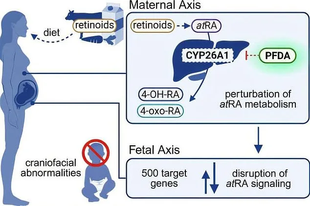 Silent Threat: Forever Chemical PFDA Linked to Facial Abnormalities in Unborn Babies, Study Finds