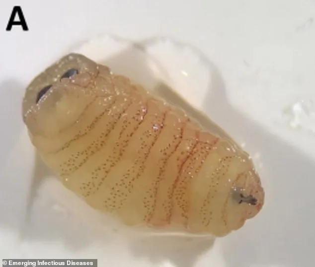 Baffling Medical Case: Greek Sheep Farmer Begins Sneezing Worms After Prolonged Sinus Issues