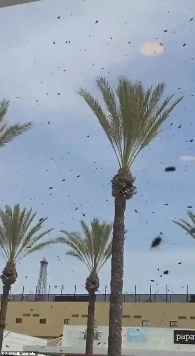 Bees Swarm Netivot: Israeli City Faces Unprecedented Insect Invasion