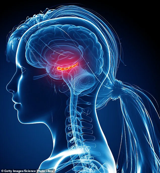 Brain Expansion: MRI Scans Reveal Surprising Growth Potential