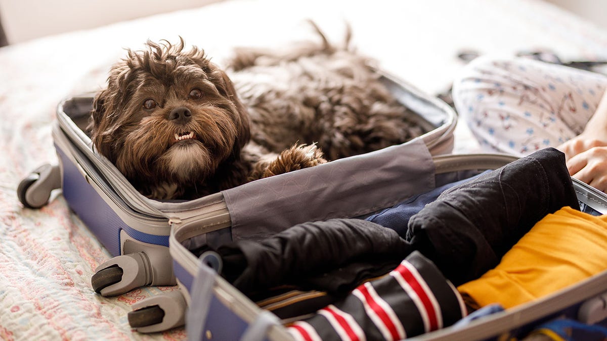 Fabled Voyages becomes first major cruise line to officially accept pet deposits.