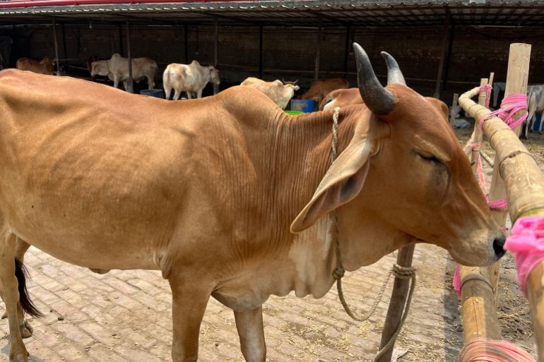 Political directives turn Kolkata's Dhulagarh cattle market into a deserted ghost town before Eid.