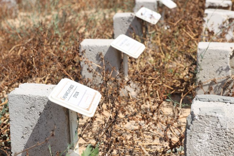 Gaza mother searches for husband among missing in war cemetery.