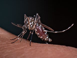 Climate change pushes Chikungunya virus toward Europe and North America.