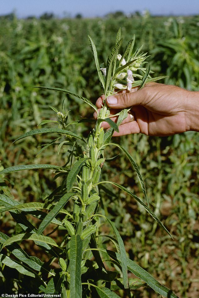 Experts Reveal Why You Should Eat More Nutrient-Dense Tahini Daily