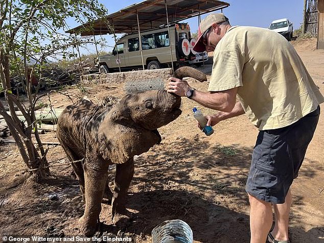 Lost elephant calf reunited with family after rescue mission in Kenya.