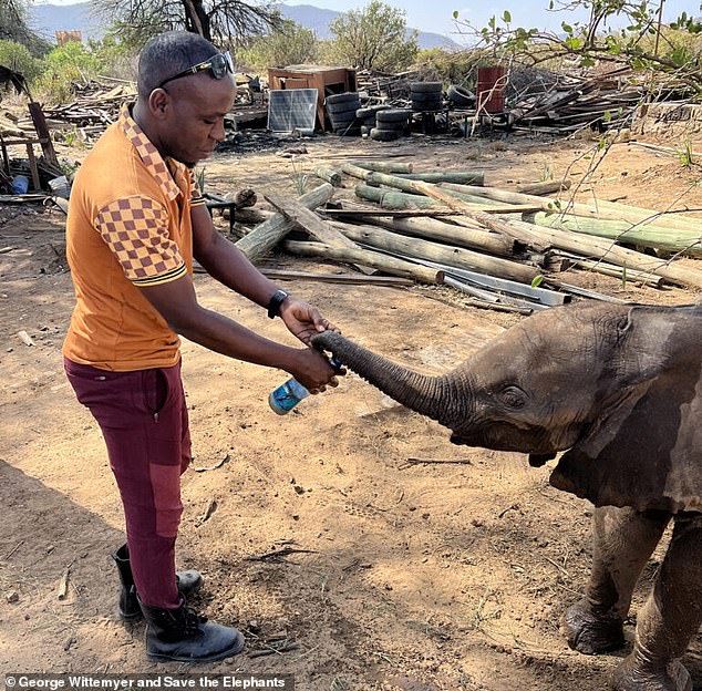 Lost elephant calf reunited with family after rescue mission in Kenya.