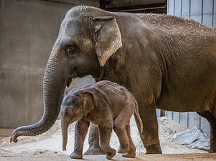 Lost elephant calf reunited with family after rescue mission in Kenya.