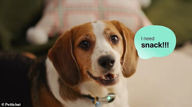 Chinese startup launches AI collar claiming to translate pet sounds.