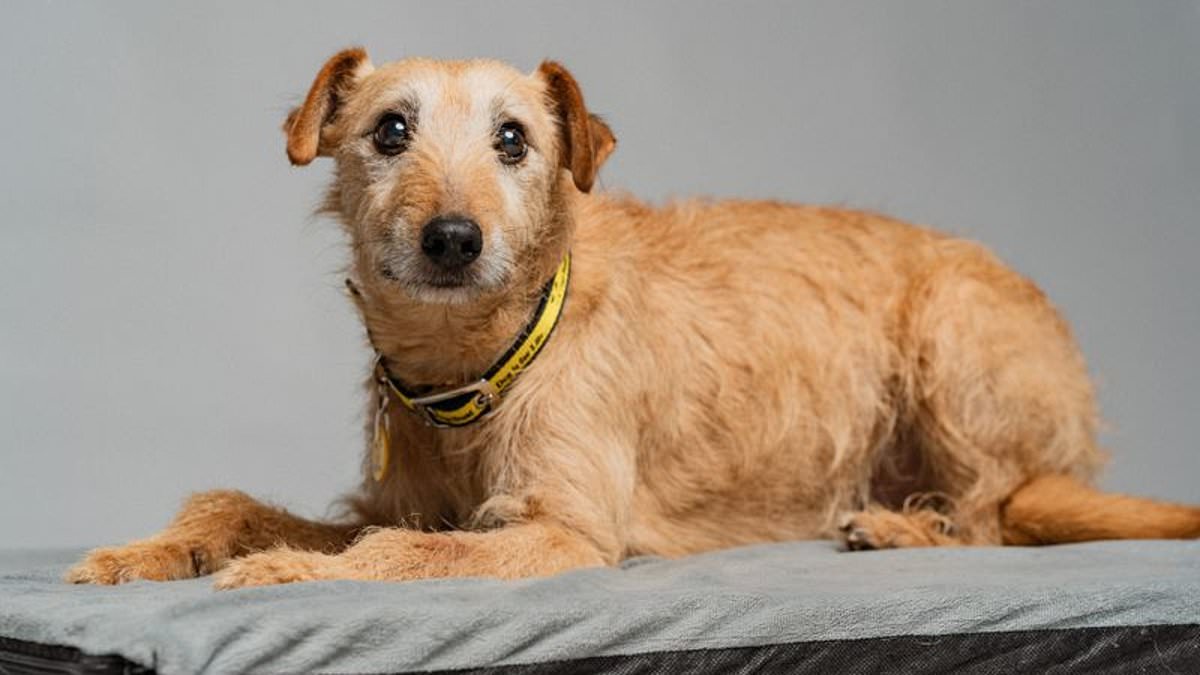 Experts warn online search habits cause 122 dogs to wait years for homes.