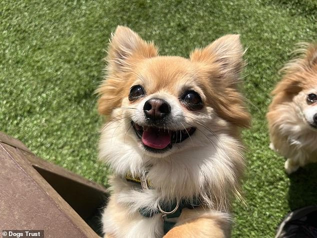Experts warn online search habits cause 122 dogs to wait years for homes.