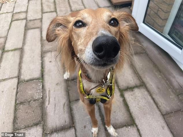 Experts warn online search habits cause 122 dogs to wait years for homes.