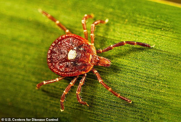 Powassan Virus Spreads Rapidly Across US, Causing Severe Brain Damage