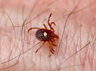 Powassan Virus Spreads Rapidly Across US, Causing Severe Brain Damage