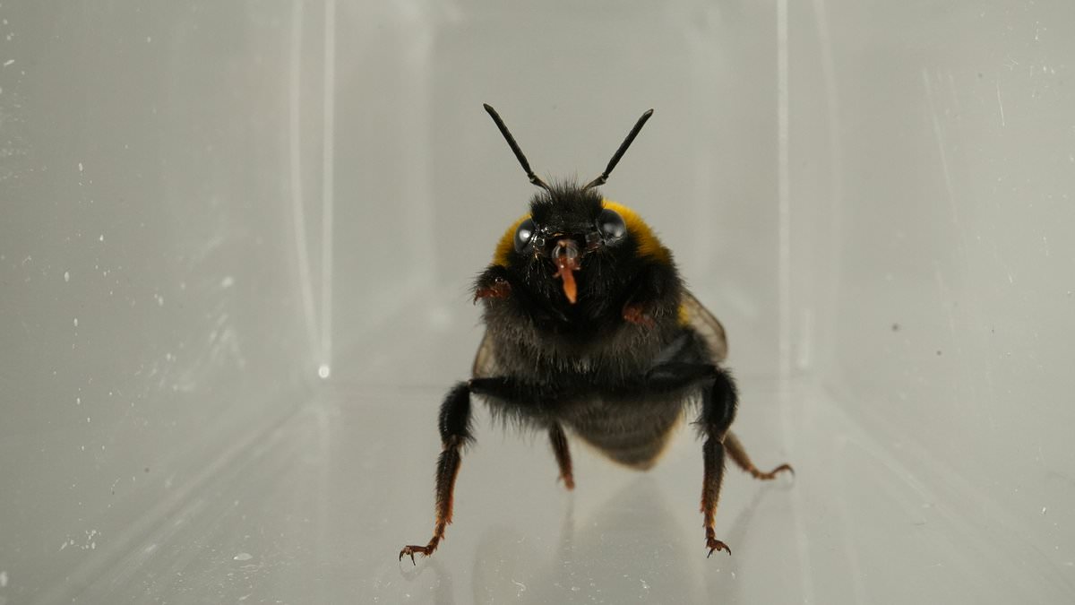 Bumblebees Show Facial Expressions of Taste Like Mammals