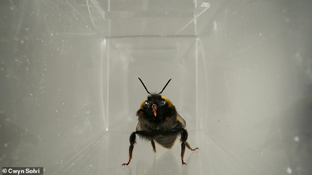 Bumblebees Show Facial Expressions of Taste Like Mammals
