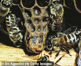 Bumblebees Show Facial Expressions of Taste Like Mammals