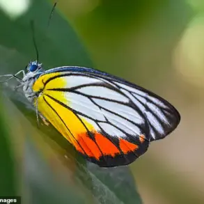 Brazilian Teen Dies After Injecting Butterfly Remains