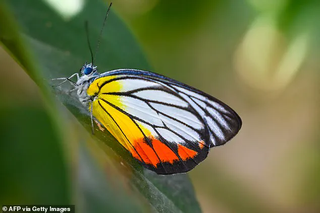 Brazilian Teen Dies After Injecting Butterfly Remains