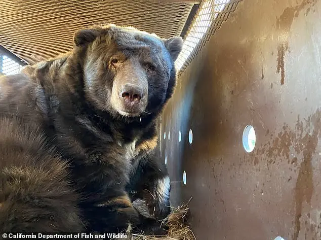 Giant Bear Hides in Man's Crawl Space After Fire