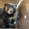 Giant Bear Hides in Man's Crawl Space After Fire