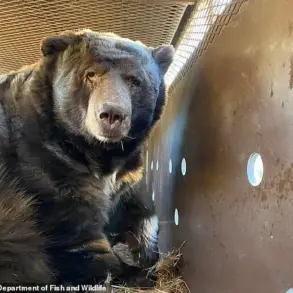Giant Bear Hides in Man's Crawl Space After Fire