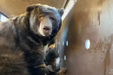 Giant Bear Hides in Man's Crawl Space After Fire