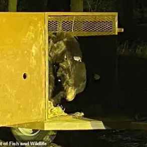 Giant Bear Hides in Man's Crawl Space After Fire