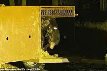 Giant Bear Hides in Man's Crawl Space After Fire