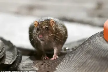 Global Warming's Impact: A Rise in Urban Rodent Populations