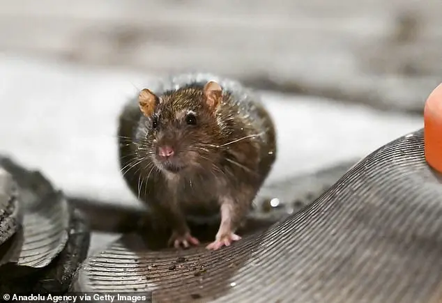 Global Warming's Impact: A Rise in Urban Rodent Populations