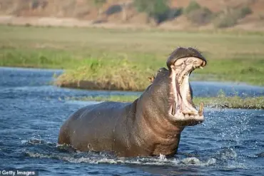 Safari Company's Insensitive Response to Death Sparking Outrage