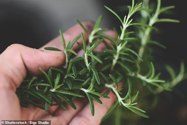 Exclusive Access: New Alzheimer's Treatment Derived From Rosemary and Sage