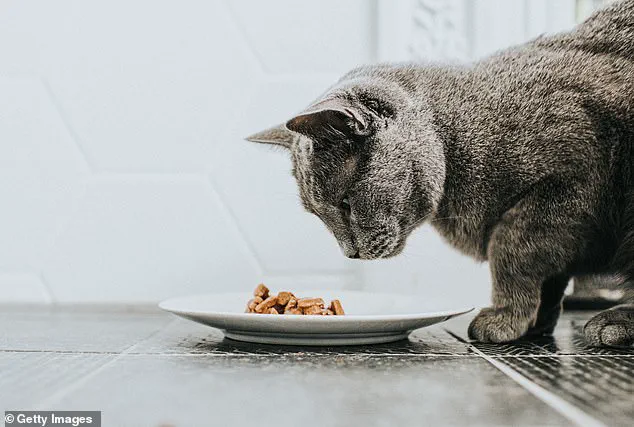 Raw Cat Food Recall Issued Due to Bird Flu Contamination Risk