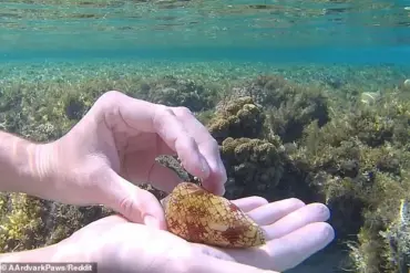 Snorkeler's Red Sea Souvenir Was Actually a Deadly Creature
