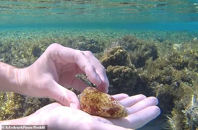 Snorkeler's Red Sea Souvenir Was Actually a Deadly Creature