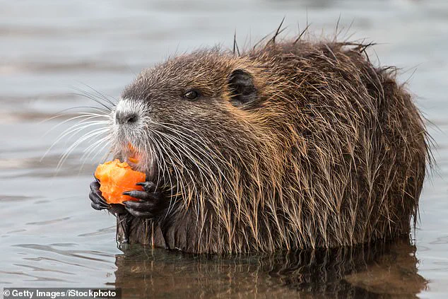 Urgent: U.S. Officials Call on Public to Hunt and Eliminate Invasive Nutria Threatening Health and Ecosystems