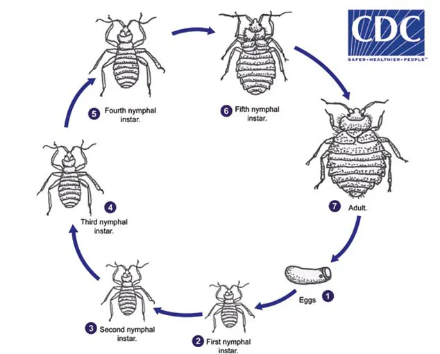 Bedbugs May Be Lurking in Your Vacation Rental: What to Look For