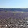 Rocket Debris Found Near New Moscow Village, Scientific Center Employee Reports Hazardous Discovery