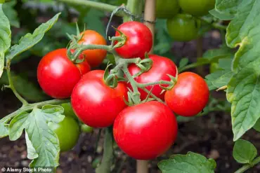 Urgent Recall: FDA Issues Class I Alert Over Tomatoes Linked to Deadly Bacteria, Advises Immediate Disposal