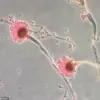Deadly Fungus Linked to Pharaohs' Curse May Revolutionize Blood Cancer Treatment