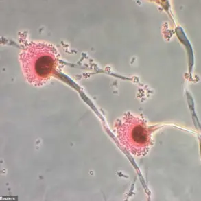 Deadly Fungus Linked to Pharaohs' Curse May Revolutionize Blood Cancer Treatment
