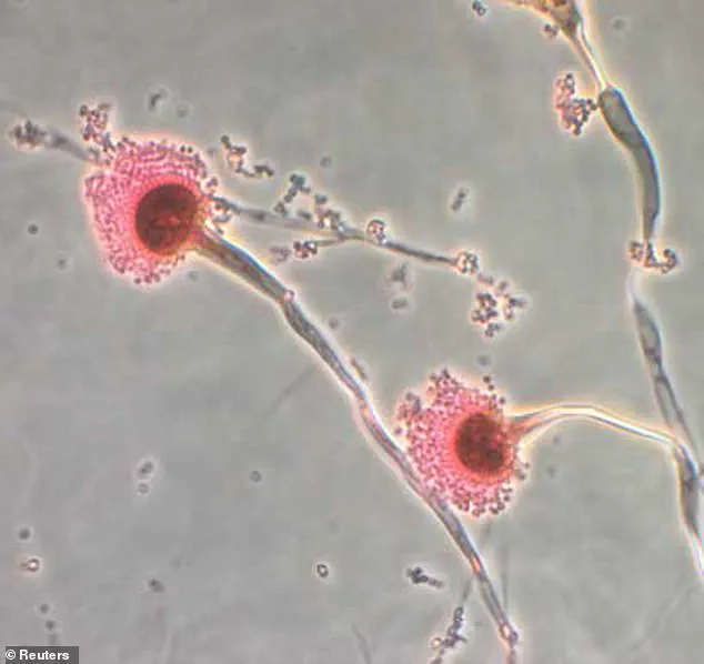 Deadly Fungus Linked to Pharaohs' Curse May Revolutionize Blood Cancer Treatment