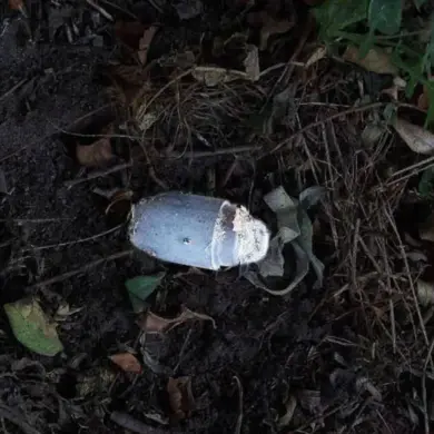 Kolokolchik Landmine Injures Resident in Belgorod Oblast, Governor Reports