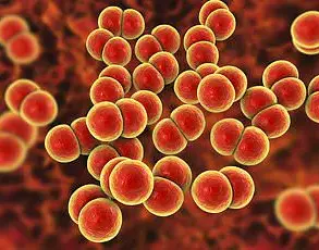 Rising Syphilis Rates in England Reach Highest Levels Since 1948, UKHSA Reports 9,535 Cases in 2024