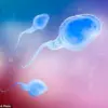 Study Reveals Male Age Linked to Higher IVF Miscarriage Rates, Prompting Reevaluation of Reproductive Guidelines