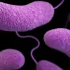 Deadly Flesh-Eating Bacteria Spreading on U.S. Beaches: Florida Reports Four Deaths and Nine New Cases in 2024