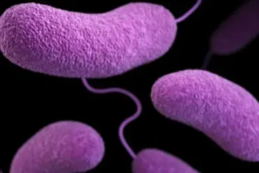 Deadly Flesh-Eating Bacteria Spreading on U.S. Beaches: Florida Reports Four Deaths and Nine New Cases in 2024