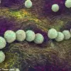 Health Experts Issue Urgent Warnings Over Deadly Pathogens in Texas Floodwaters as Camp Mystic Crisis Claims 95 Lives